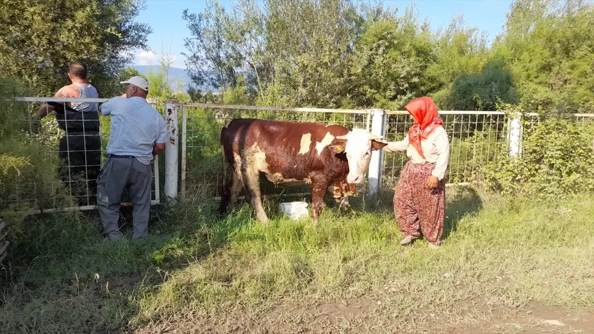 Erbaa’da 3 inek göletten kurtarıldı